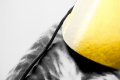 Detail of the hat of the large Bing Bang screen print - Big Bang (edition, black/gold leaf), 2016 by Joseph Klibansky