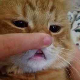 👉🏻🐈