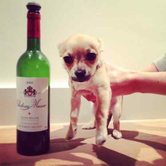 My dog Kiwi posing with the 2005 chateau Musar #love this #wine and #dog