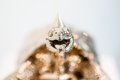Baby We Made It (small) - Baby We Made It (polished bronze), 2016 by Joseph Klibansky